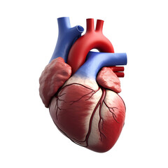 Medical heart illustration isolated on white background