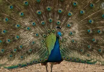 Obraz premium Peacock with Open Feathers 