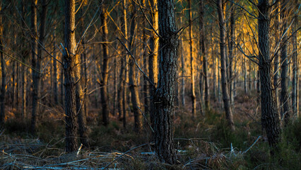 Forêt des Landes de Gascogne, pendant le coucher du soleil