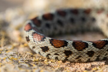 Leopard snake, or European Ratsnake, Zamenis situla, known as a Lifgha in Maltese. Found in Malta.