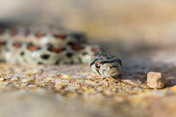 Leopard snake, or European Ratsnake, Zamenis situla, known as a Lifgha in Maltese. Found in Malta.