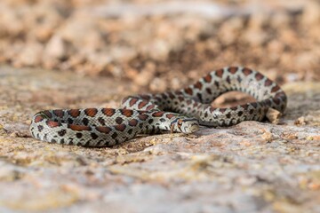 Leopard snake, or European Ratsnake, Zamenis situla, known as a Lifgha in Maltese. Found in Malta.