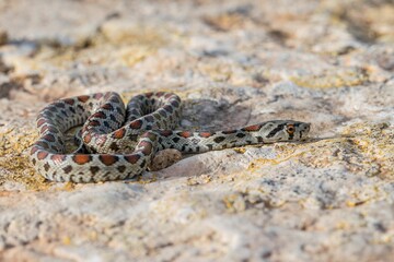Leopard snake, or European Ratsnake, Zamenis situla, known as a Lifgha in Maltese. Found in Malta.