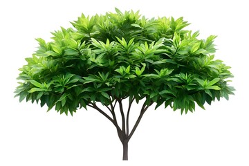 Fototapeta premium Lush green tree, isolated, studio shot, white background, landscaping design