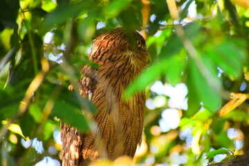 Amazing wildlife of Sri Lanka