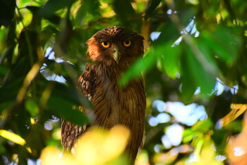 Amazing wildlife of Sri Lanka
