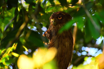 Amazing wildlife of Sri Lanka