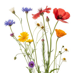 Wildflowers isolated on transparent background  