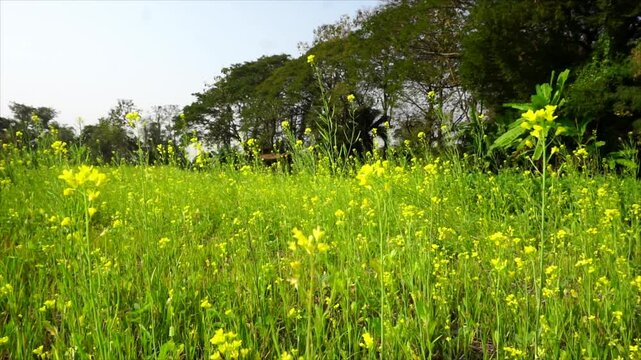 Vibrant green fields with yellow flowers swaying in the gentle morning breeze under warm sunlight.