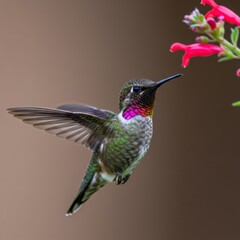 Fototapeta premium Hummingbird in Flight 