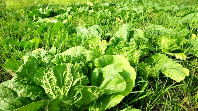 Fresh green cabbage growing in a garden, showcasing healthy leaves and organic farming in an agricultural setting.