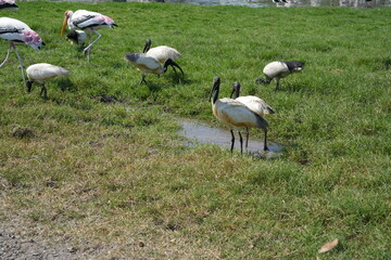 Several swallows are walking around looking for food.