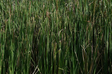 Lots of papyrus for background.