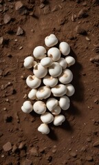 Top view of white shimeji mushrooms on a bed of rich soil, ingredients, earthy, close-up, natural, healthy