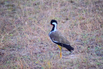 Amazing wildlife of Sri Lanka