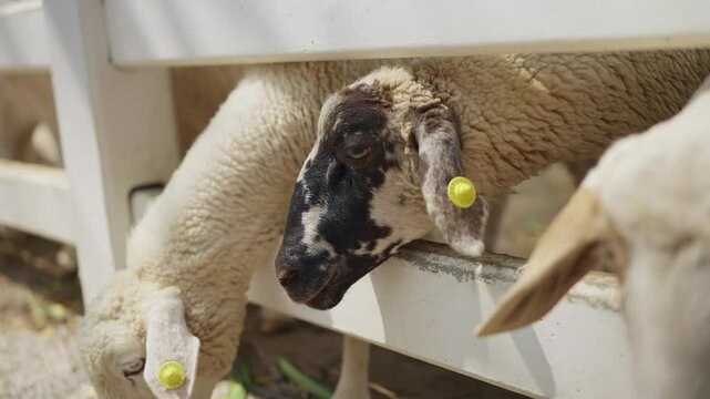 A flock of sheep standing eagerly in a wooden pen, waiting hungrily for food at the farm