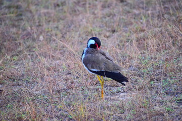 Amazing wildlife of Sri Lanka
