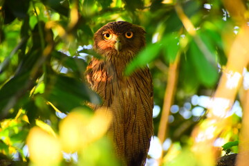 Amazing wildlife of Sri Lanka