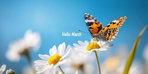 Butterfly sitting on white daisy flower in spring field, hello march