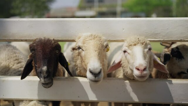 A flock of sheep standing eagerly in a wooden pen, waiting hungrily for food at the farm