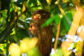Fish owl looking through green background
