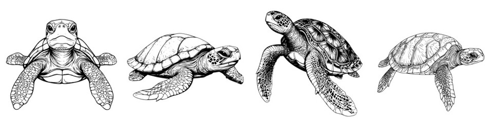 Fototapeta premium Various species of turtles swimming gracefully in ocean waters depicting marine life diversity