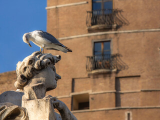 seagull on statue of angel in rome