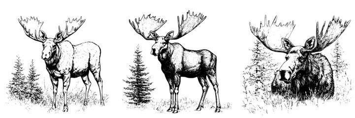 Obraz premium Majestic moose grazing in a lush forest habitat during the serene morning light