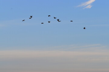 birds in flight