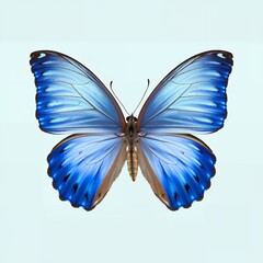 Fototapeta premium Vibrant Blue Morpho Butterfly Wings Spread Detailed Macro Closeup