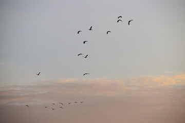 birds in the sky