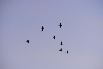 birds in flight