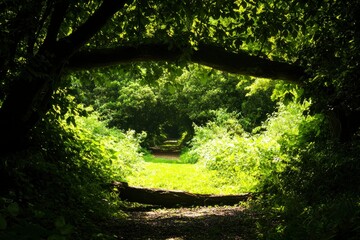 Forest Path Sunlight filters through trees on trail. Serene nature scene