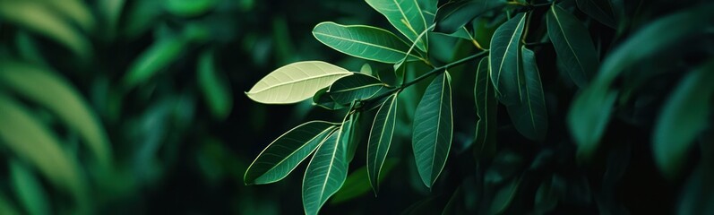 Obraz premium Lush Green Leaves Branch Nature Photography