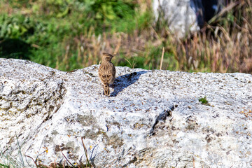 lark on the rock