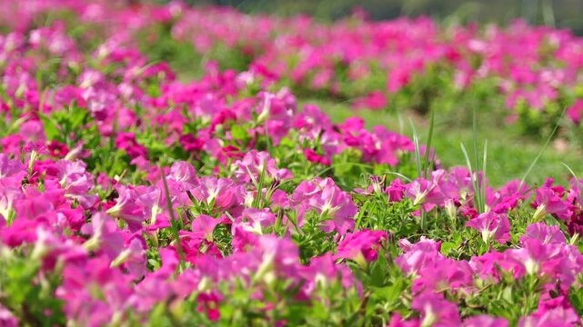 Beautiful flower garden, A Beautiful pitunia flower in the garden. Blooming beautiful park is decorated with pitunia flowers on a green leaf background sway in the wind.