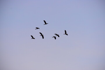 birds in flight