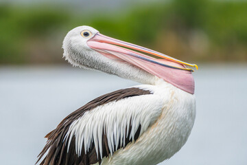 Australian Pelican posing for the camera at Mallacoota Inlet