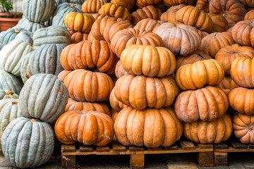 pile of pumpkins