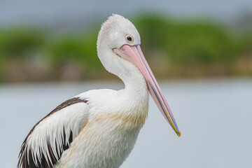 Australian Pelican posing for the camera at Mallacoota Inlet