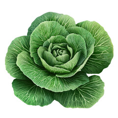 Fototapeta premium Fresh Green Cabbage Layered Leaves Organic Vegetables Natural Produce Healthy Eating Farm Fresh Diet
