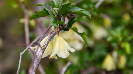 yellow flower on a green background