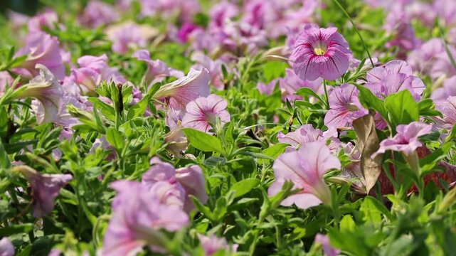 Beautiful flower garden, A Beautiful pitunia flower in the garden. Blooming beautiful park is decorated with pitunia flowers on a green leaf background sway in the wind.
