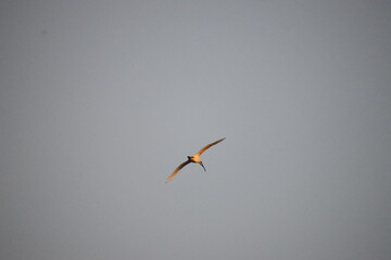 seagull in flight