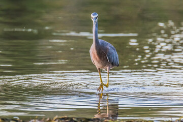 White-faced Heron and reflection in the lake at Sunset