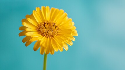  a bright yellow flower with a stem against a vivid blue background