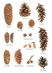 cones