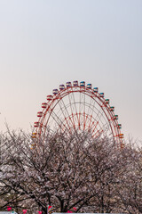 (とやまビューポイント)富山　魚津市　ミラージュランド　桜と観覧車　4月
