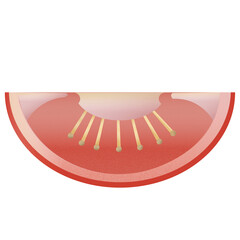 vector illustration tomato slice