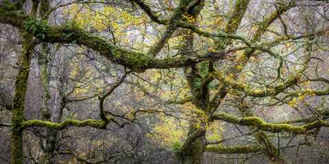 Trees and autumn colors at the riverbank of river Talladale in Beiin Eighe National Park, Highlands, Scotland